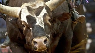 2014 PBR Season Recap World Champion Bushwacker [upl. by Gelasias218]