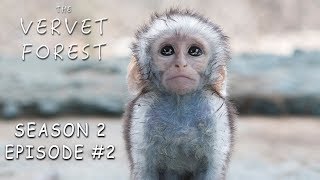 Baby Monkey Eats First Solid Food  Orphan Baby Monkey Arrives At Sanctuary  Vervet Forest  S2Ep2 [upl. by Gonta]