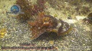 Cuttlefish Collection HD 720p [upl. by Circosta]