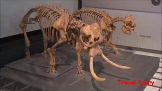 Fossils of Dwarf elephant [upl. by Naujet]