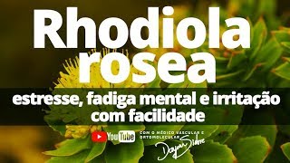 Rhodiola Rosea Estresse fadiga mental e irritação com facilidade  Dr Dayan Siebra [upl. by Persson699]