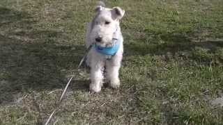 Wire Fox Terrier Run amp Run [upl. by Randene]