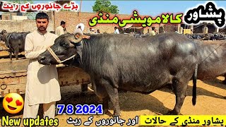 Peshawar Kala Maweshi Mandi New Updates  Cow Mandi 2024  Munsif Khan Vlog [upl. by Keelia636]