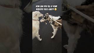 Does your borzoi feel GUILTY borzoi unhinged tips doglife doghealth education dogs [upl. by Amlet845]