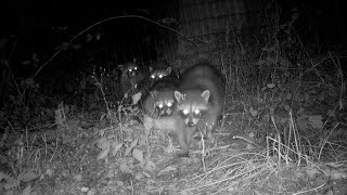 Nighttime Wildlife Report Eugene Oregon September 2024 [upl. by Shuma]