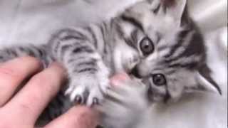 British Shorthair Silver Tabby [upl. by Winebaum]