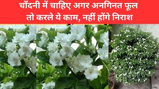 Chandni Plant Flowering Tips in Hindi  Must Watch  डबल चांदनी में ढ़ेरों फूल पाने की आसान टिप्स [upl. by Docilu]