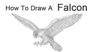 How to Draw a Peregrine Falcon [upl. by Herby832]