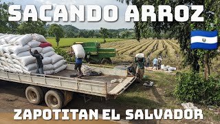 Así se cosecha el arroz en el valle de Zapotitan El Salvador 🇸🇻 [upl. by Desdee]