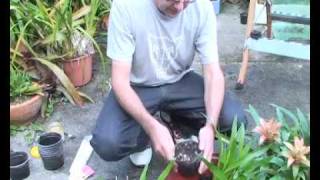 Bromeliads Online  How to plant pups [upl. by Stilu]