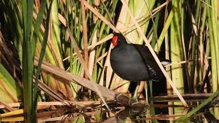 Common Gallinule Maricopa AZ April 4 2024 [upl. by Ris358]