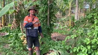 Syntropic Agroforestry in Australia Video 43 [upl. by Selrac]