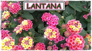 LANTANA CAMARA Saiba como CULTIVAR e CUIDAR deste arbusto que floresce o ano inteiro 🌹🌺⚘ [upl. by Fenella786]