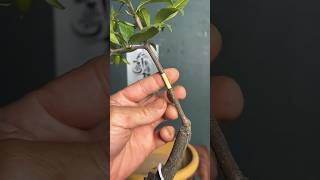 Propagation Plants and Trees Easily shortsvideo shorts youtubeshorts propagation trees [upl. by Nayra]