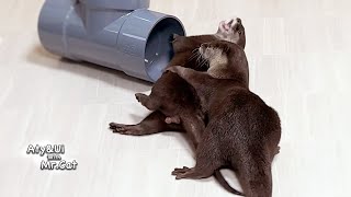 Otters React As if They Haven’t Seen Each Other for Months Otter Life Day 898 [upl. by Edda]