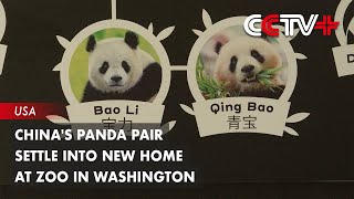 Chinas Panda Pair Settle into New Home at Zoo in Washington [upl. by Aihsekin]