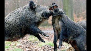 TOP 5 BRUTAL WILD BOAR ATTACKS [upl. by Lan900]