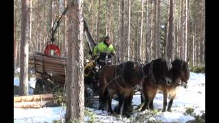 Three horse hitch winter logging in Swedish Lapland [upl. by Nappy]