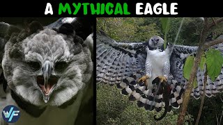 Why is Harpy Eagle Named After Legendary Harpies [upl. by Malim]