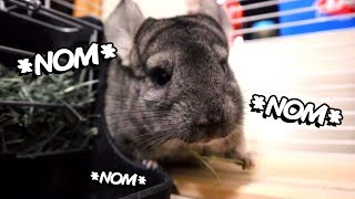 10Minutes Of Our Chinchilla Eating [upl. by Ivanna566]