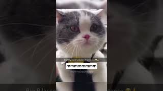 Hcatcatlover fumny fumnyvideos foryou fypage fyp fumnycatcats [upl. by Novets]