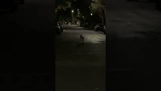 Coyote in the streets of West Hollywood [upl. by Htenywg]