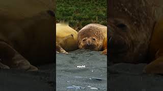 Elephant Seals Mating Ritual A Rare Insight [upl. by Hemminger]