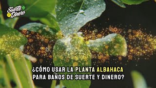 ¿Cómo usar la planta Albahaca para baños de suerte y dinero [upl. by Lorrimer]