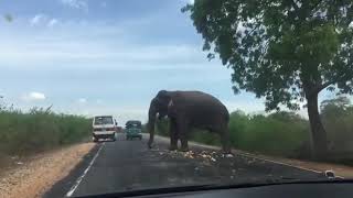 Buttala Elephant Feeding  Nature’s Beauty Sri Lanka [upl. by Ablem]