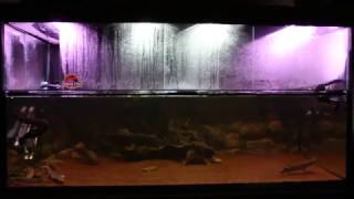 1400L Prehistoric Predator Aquarium Fire Eel Lungfish Gar Bichirs amp Arowana [upl. by Leryt928]