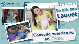 ASÍ ES UNA CONSULTA VETERINARIA EN CASA CONMIGO  Lauvet [upl. by Naget]