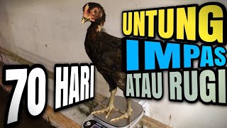 Ayam KUB2 quotAndai Dipanen Umur 70 Hariquot [upl. by Notsob591]