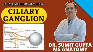 Ciliary Ganglion  Anatomy  Connections  Ciliary nerves [upl. by Keldah]