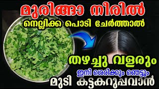 മുരിങ്ങ ഇല ഉണ്ടോ ഇങ്ങനെ ചെയ്താൽ വണ്ണത്തിലും നീളത്തിലും വളർത്താം muringa hair caremalayalam [upl. by Vasiliu235]