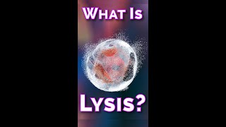 What is Cell Lysis [upl. by Hareema865]