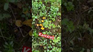 KANTARELL fypyoutube mushroom kantareller [upl. by Donica986]