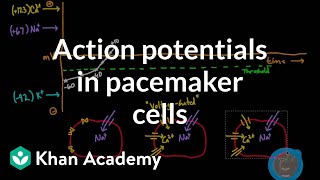 Cardiac myocyte Action potential شرح بالعربي [upl. by Elyl]