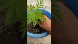 Genda ke plant ko kaise lagae viral gardening hacks [upl. by Atiugram]