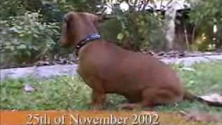 Dachshund puppy dog PJ [upl. by Nunnery]