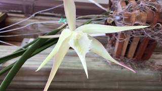 Brassavola Rhynchovola David Sanders [upl. by Nirrok]