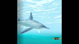 Bonnethead shark hunthunting animals shark [upl. by Thirion168]