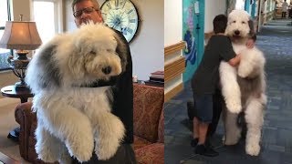 This Sheepadoodle Is The Fluffiest Therapy Dog Around [upl. by Vivica]