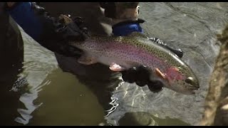 First Day of Preseason Trout Stocking in Pennsylvania 2024 BRoll [upl. by Werner]