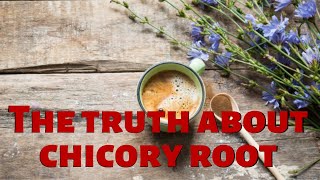 The truth about chicory root  Healthy eating [upl. by Auqinehs]