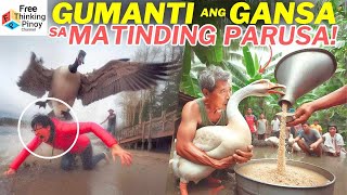 GANSA Marunong Gumanti ang Ibon na ito  Dangerous Goose Moments [upl. by Ayotahs293]