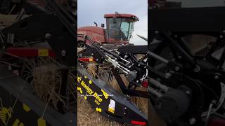 CASE IH WD2105 Windrower bigtractorpower caseih tractor honeybee wheat harvest automobile [upl. by Broddy228]