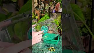 Cleaning plants plants beautiful soilpot garden soiltypes farming propagation cleaning edit [upl. by Aivatco]