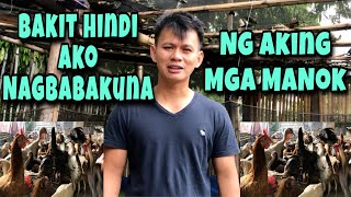 DADAMI BA ANG MANOK KAHIT WALANG BAKUNA FREE RANGE CHICKEN AND NATIVE CHICKEN [upl. by Ahsilef]