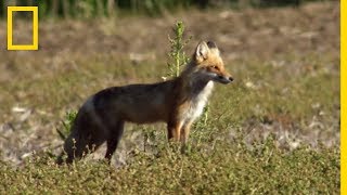 Mignon  des renardeaux jouent dans les champs [upl. by Atiekahs]