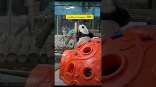 Lingyan Panda  Linh Nham  灵岩  大熊猫灵岩 灵岩 panda linhnham lingyang [upl. by Delp434]